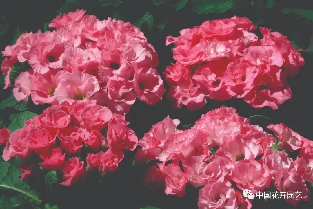 这些花 让早春花园更多彩 资讯咖