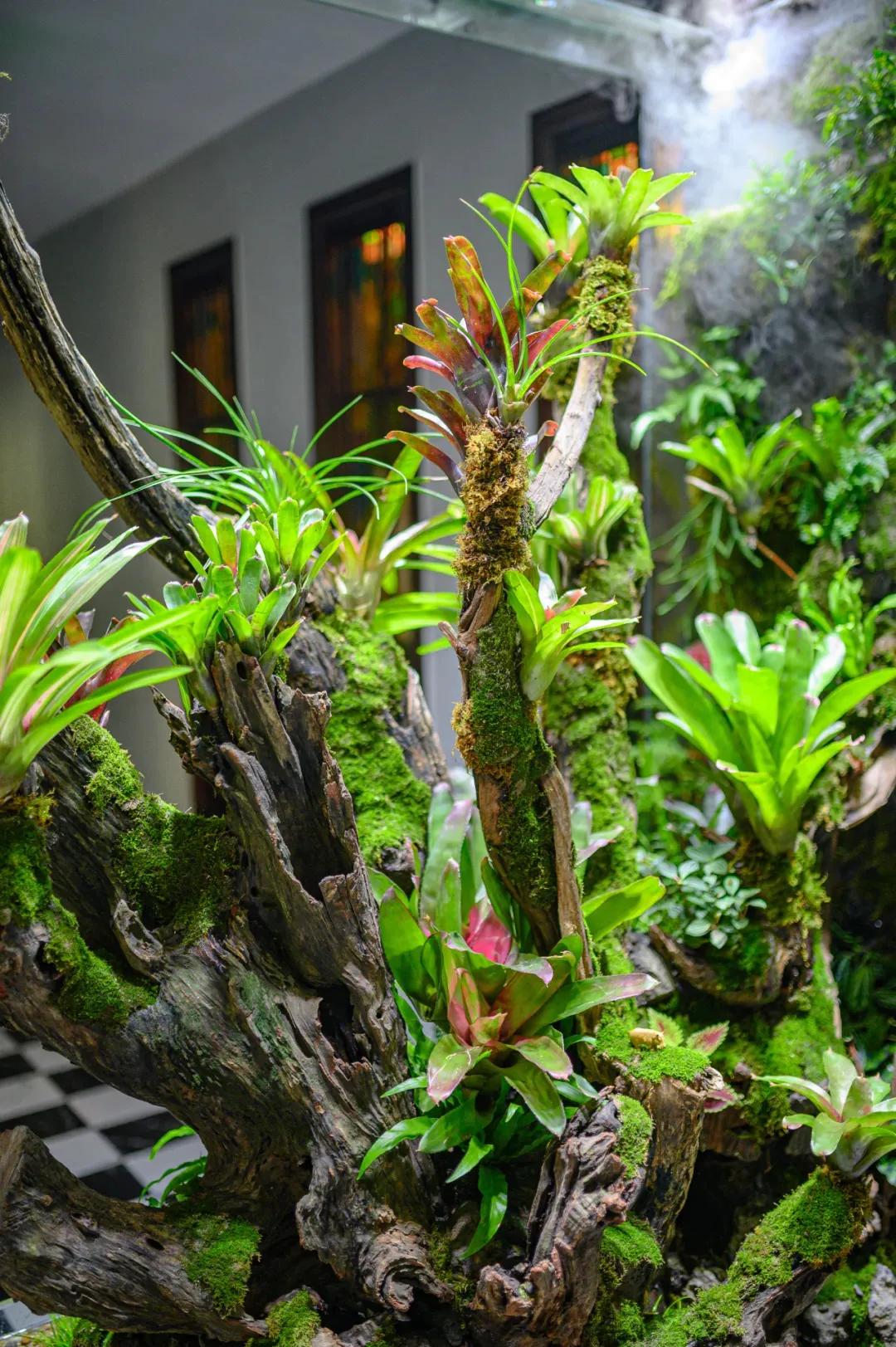 Air pineapple and water pineapple iNEWS