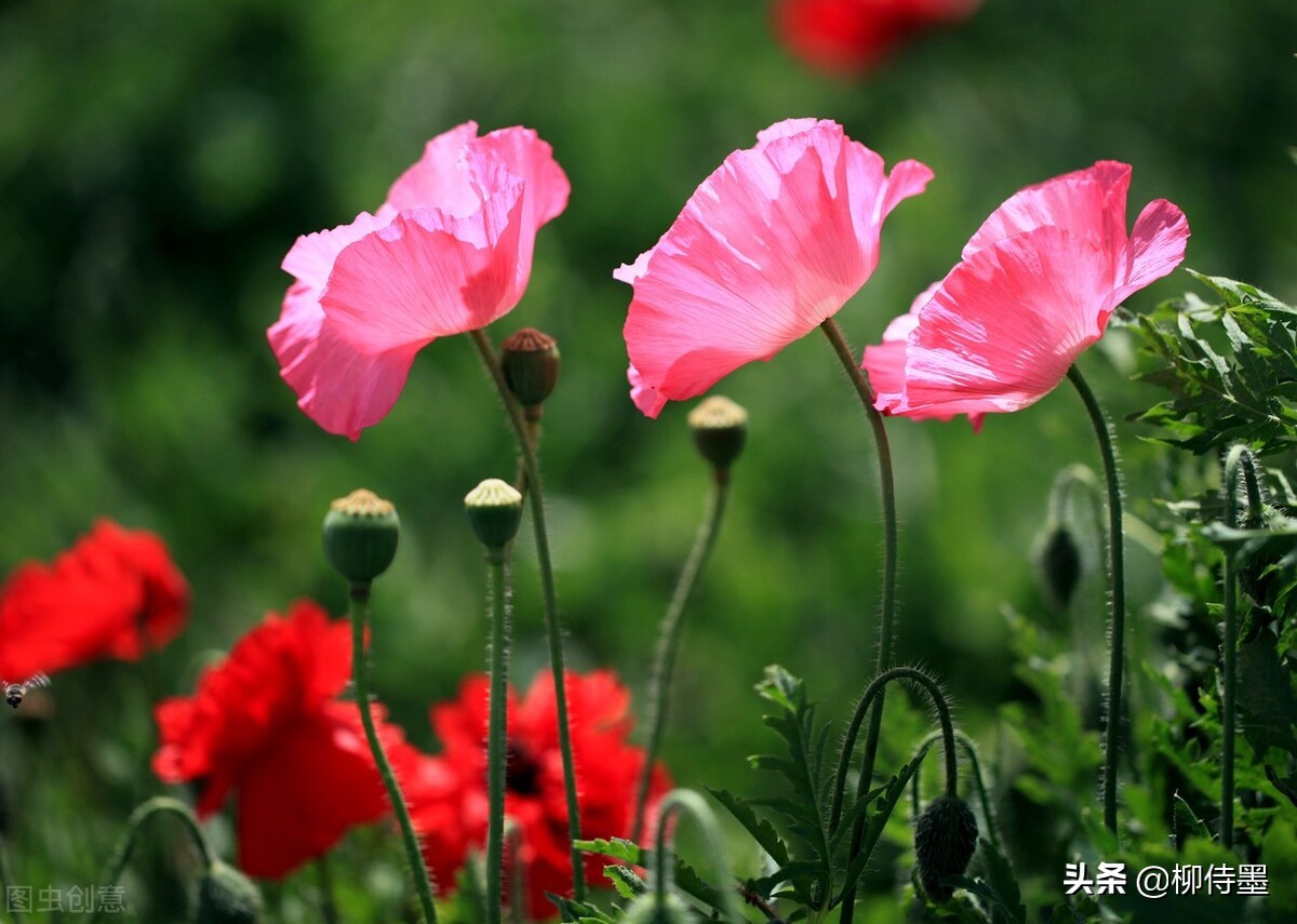 Why is it not good to take pictures of flowers with mobile phones?Avoid