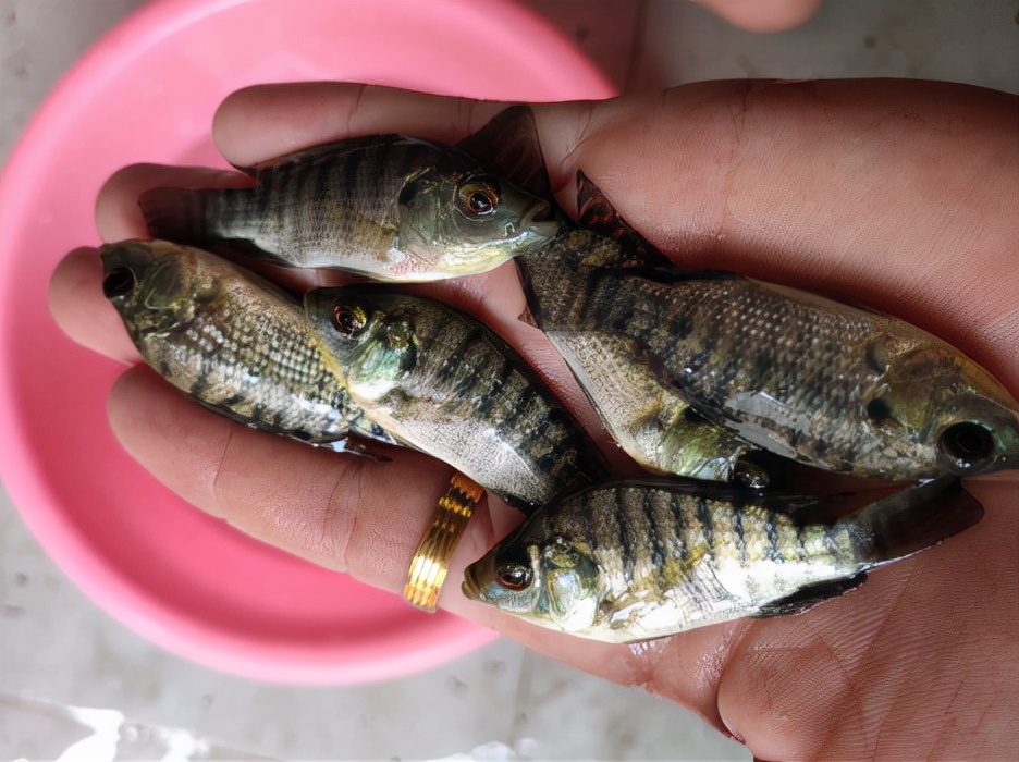 4 kinds of common fish with poisonous needles, if you catch it, be