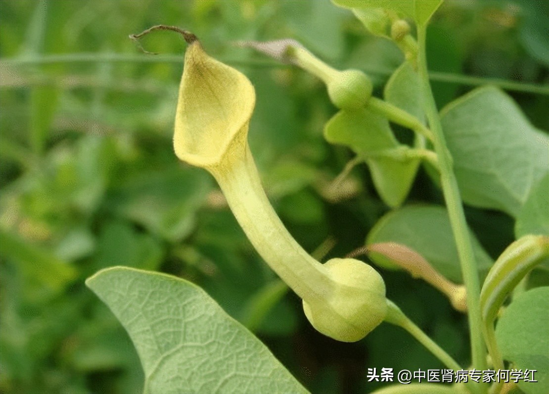 Chinese medicine sharing These traditional Chinese medicines are toxic