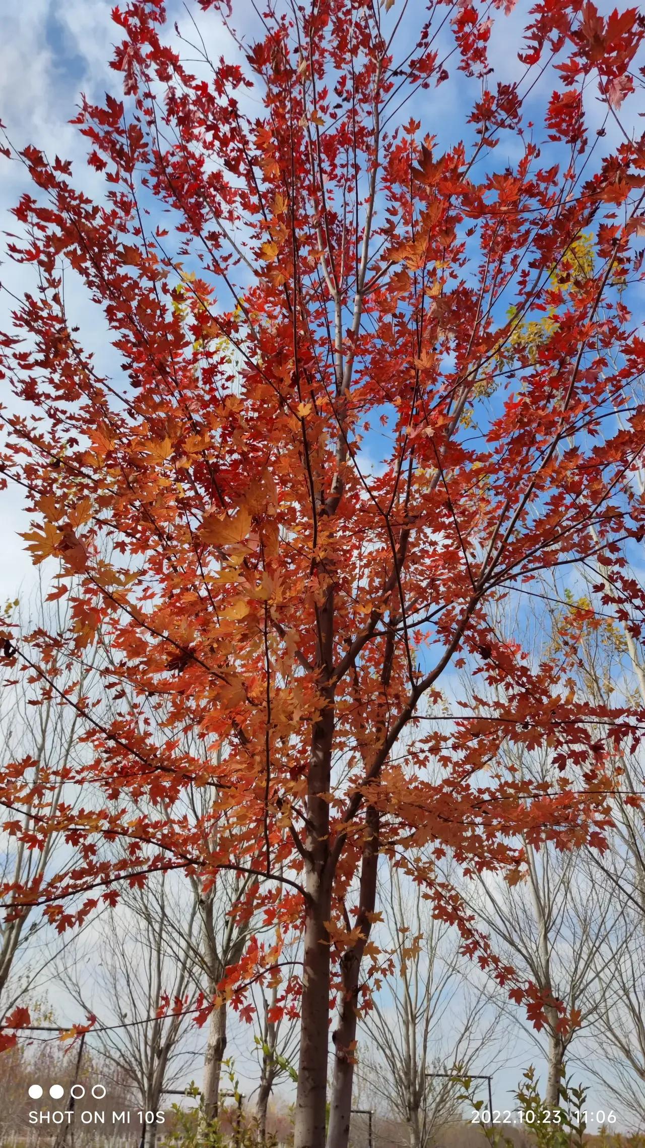 Once a year, the autumn wind is strong, not like spring.better than