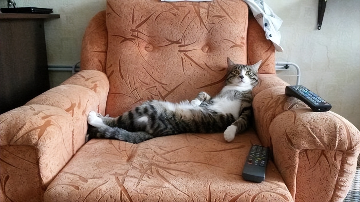 With the holidays approaching, how many days can cats stay at home? iNEWS