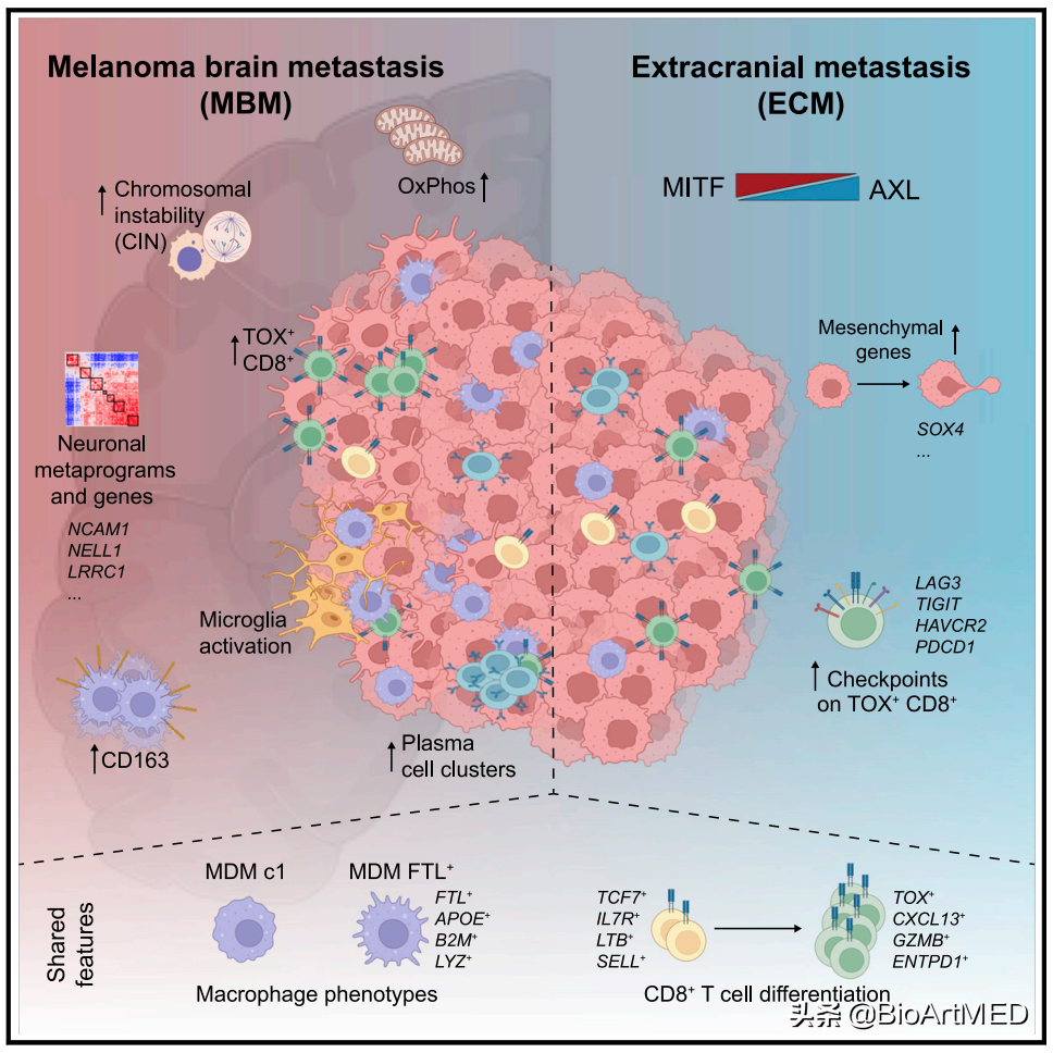 Atlas of intracranial and extracranial metastases in untreated human ...