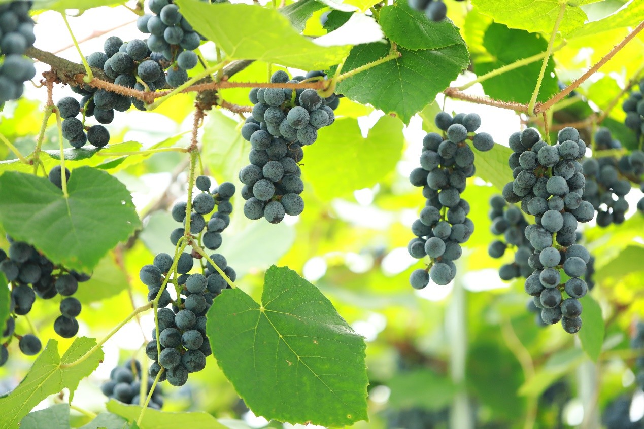 Good origin, good grapes, vintage wine iNEWS