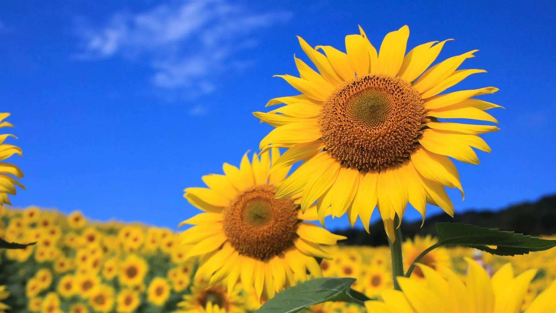 Facial recognition skills of sunflowers Demystifying why sunflowers