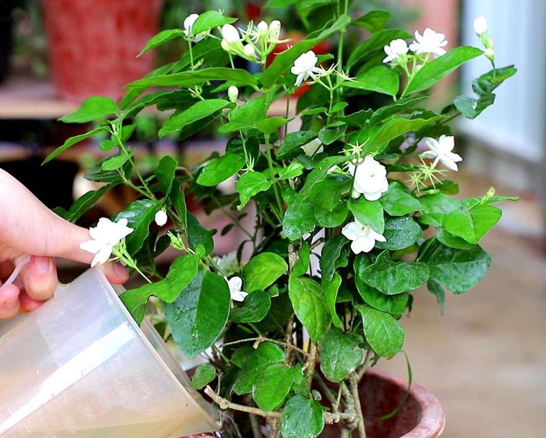 Jasmine not blooming?Remember the "3 Elements" of Flowering iNEWS