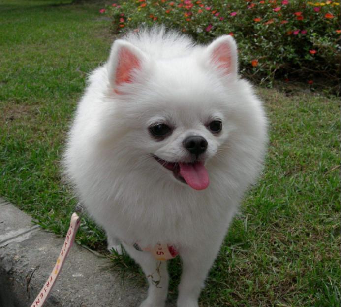 世界上最小的犬种 资讯咖 世界上最小的犬种 资讯咖