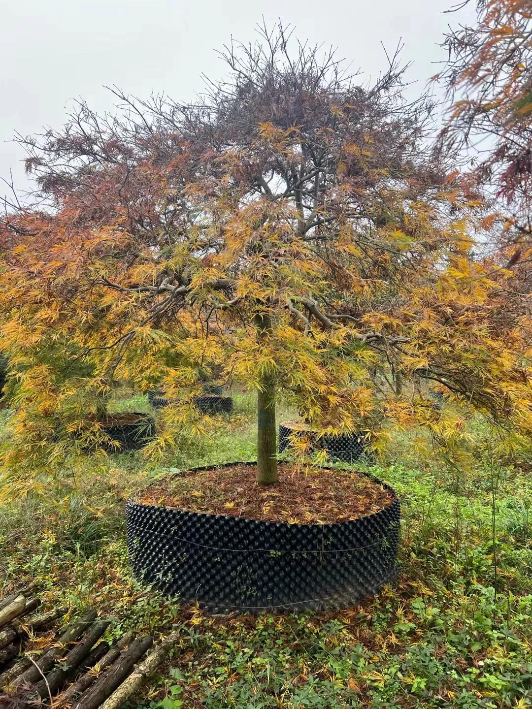 Friends who have a garden want to plant a feather maple - iNEWS