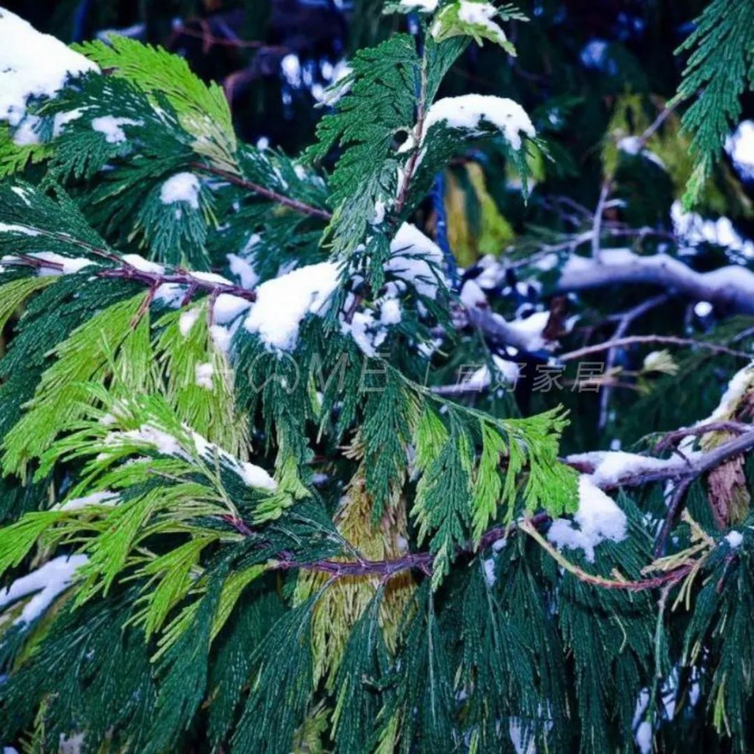 Spruce the tree of longevity iMedia