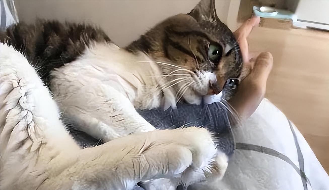 The cat "pulls" you with its paws? If you don't understand, it means