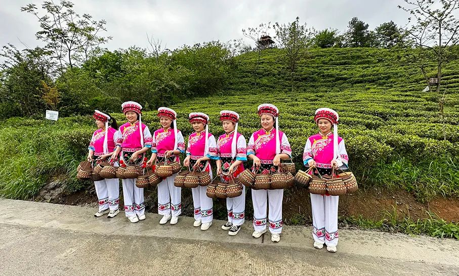 融入張家界,桑植亮出茶旅融合這張王牌 - 頭條匯