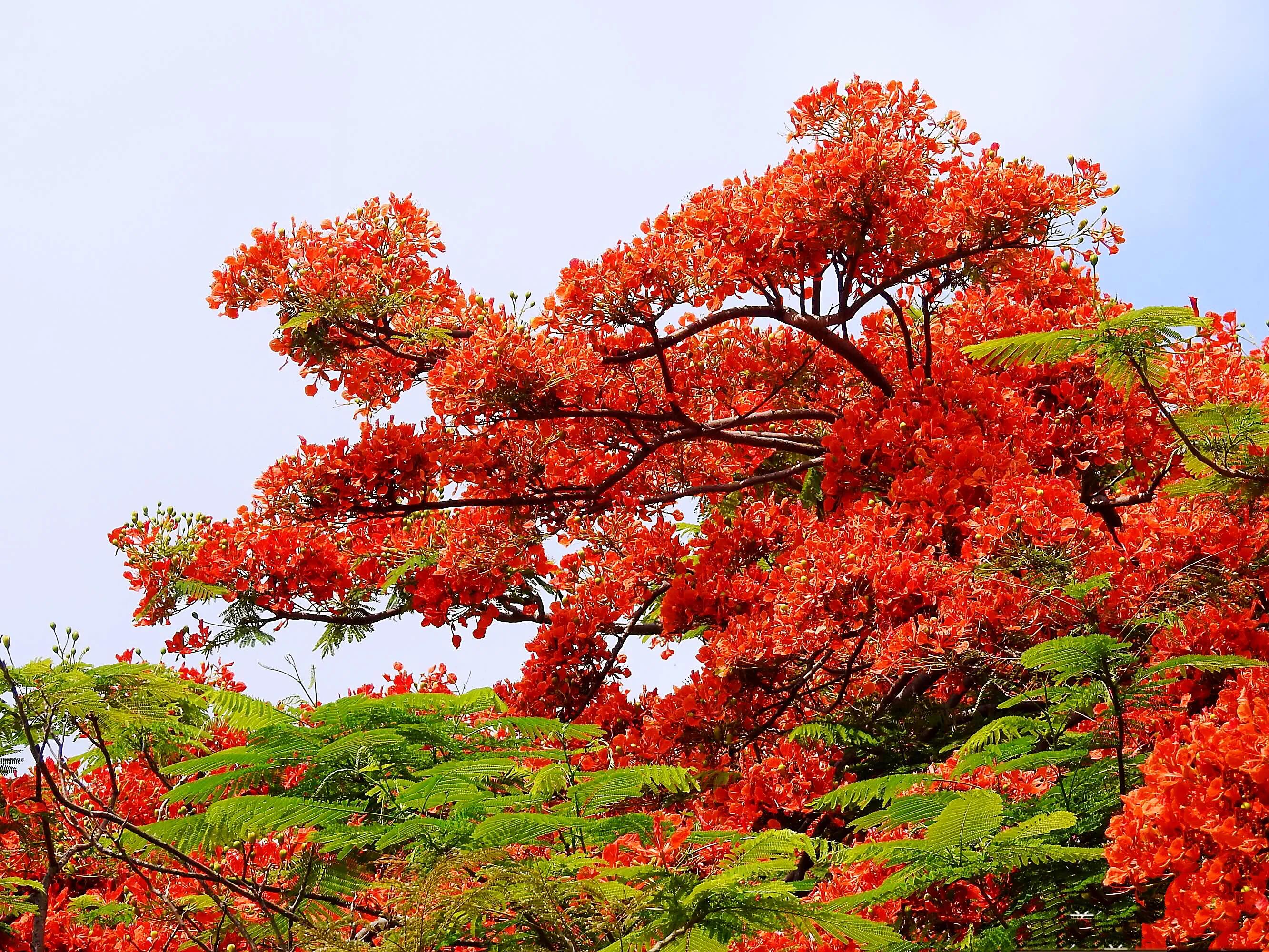 Phoenix Tree ~ The leaves are like the feathers of the phoenix, and the ...