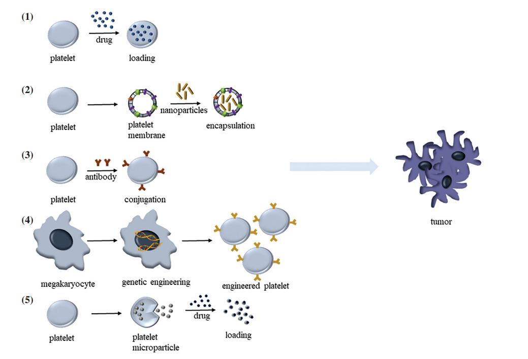 Using platelets for anticancer drug delivery and modulating the tumor immune microenvironment