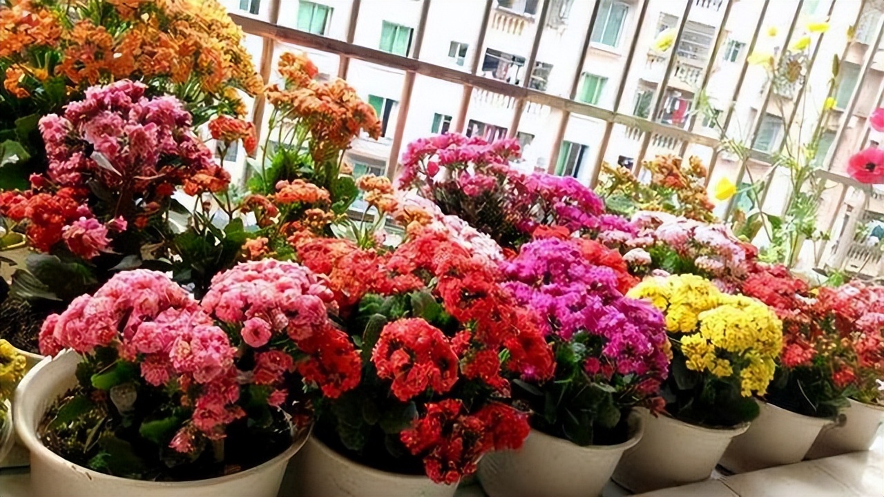 Seven kinds of foreign flowers, like 