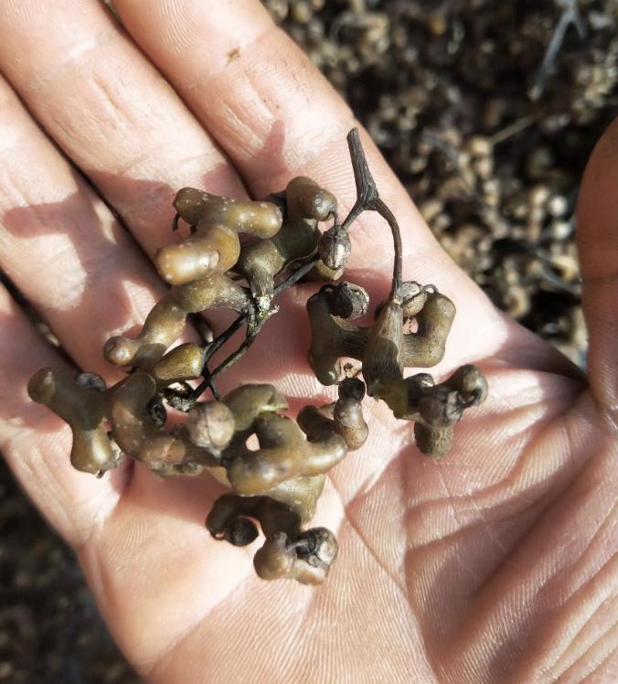 It grows by the stream and is called "Wanzi Pear". It was once