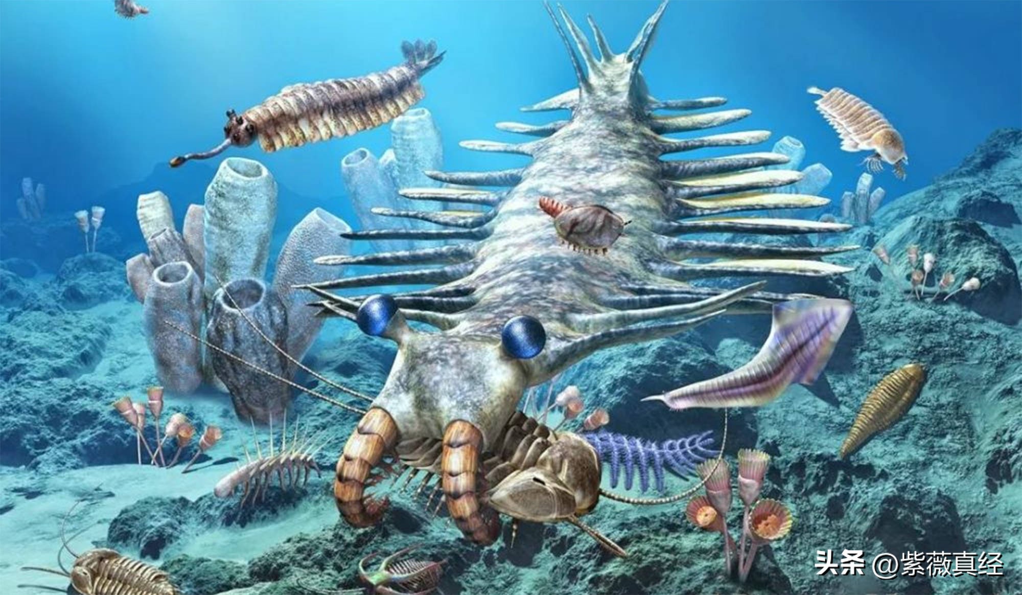 The Origin of Life - The Explosion of Life in the 14th Cambrian Period ...