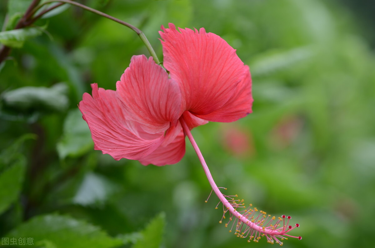 Hibiscus flowers are beautiful!The middle stamens stick out long, like