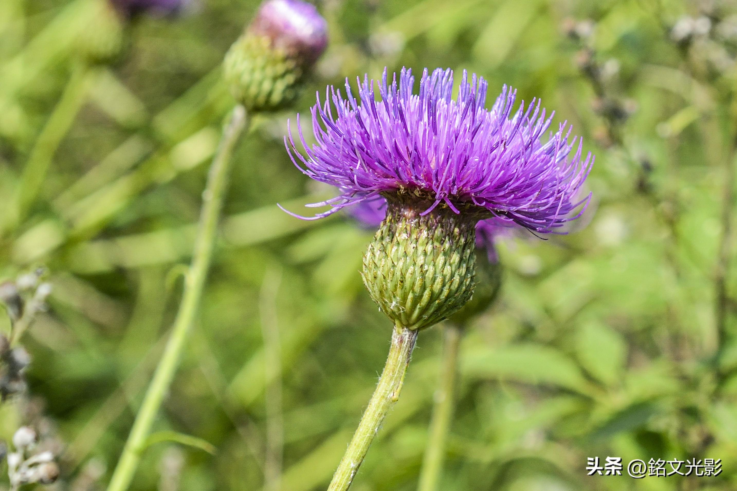 Green Thistle Blossom Fuchsia - Inews