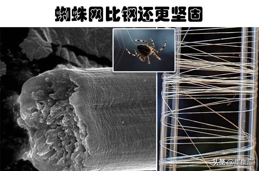 Are spider webs stronger than steel?6 cold facts that may change your