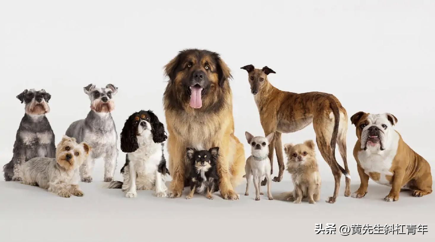 Which Dog Breeds Live The Longest And Behave The Best? - INEWS