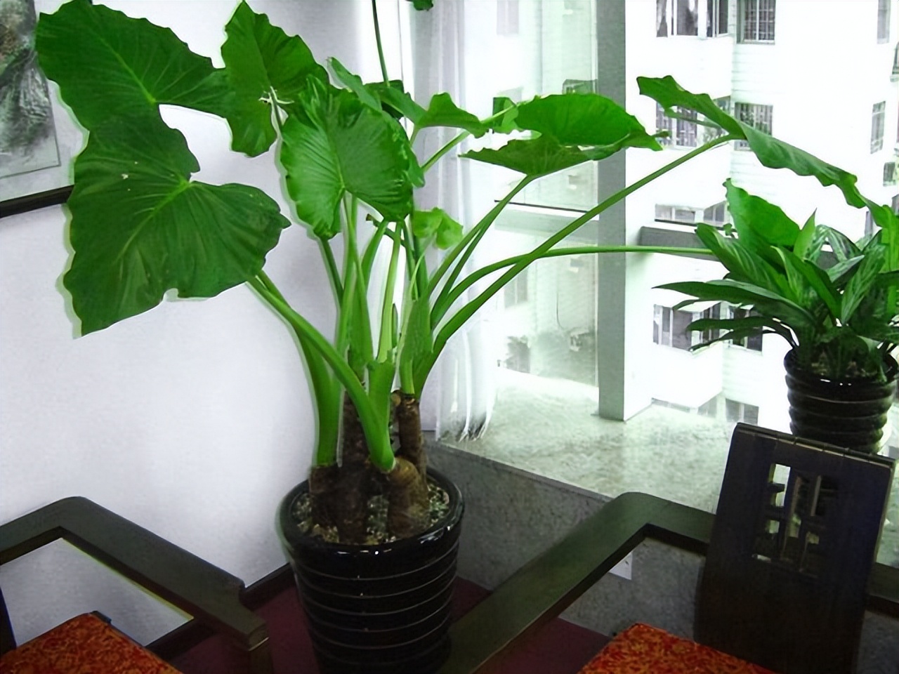 The 6 kinds of "poisonous flowers" that have been disliked are "too