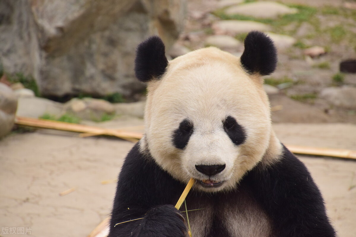 Are zoo pandas really as happy as they look? - iNEWS