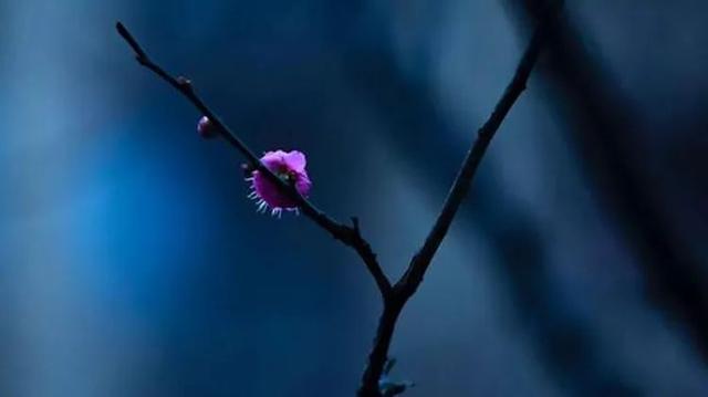 梅花的拍摄要点和构图技巧 一篇文章给你讲全 资讯咖