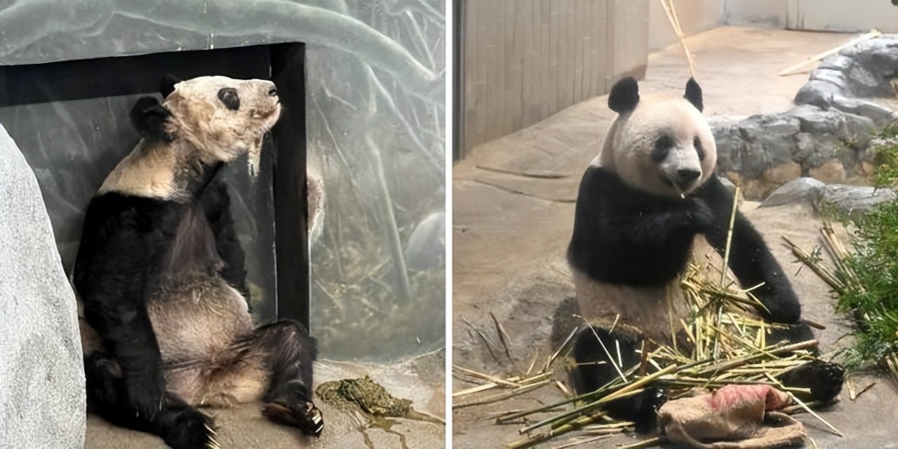 Yaya, a giant panda in the United States, is finally returning to its ...