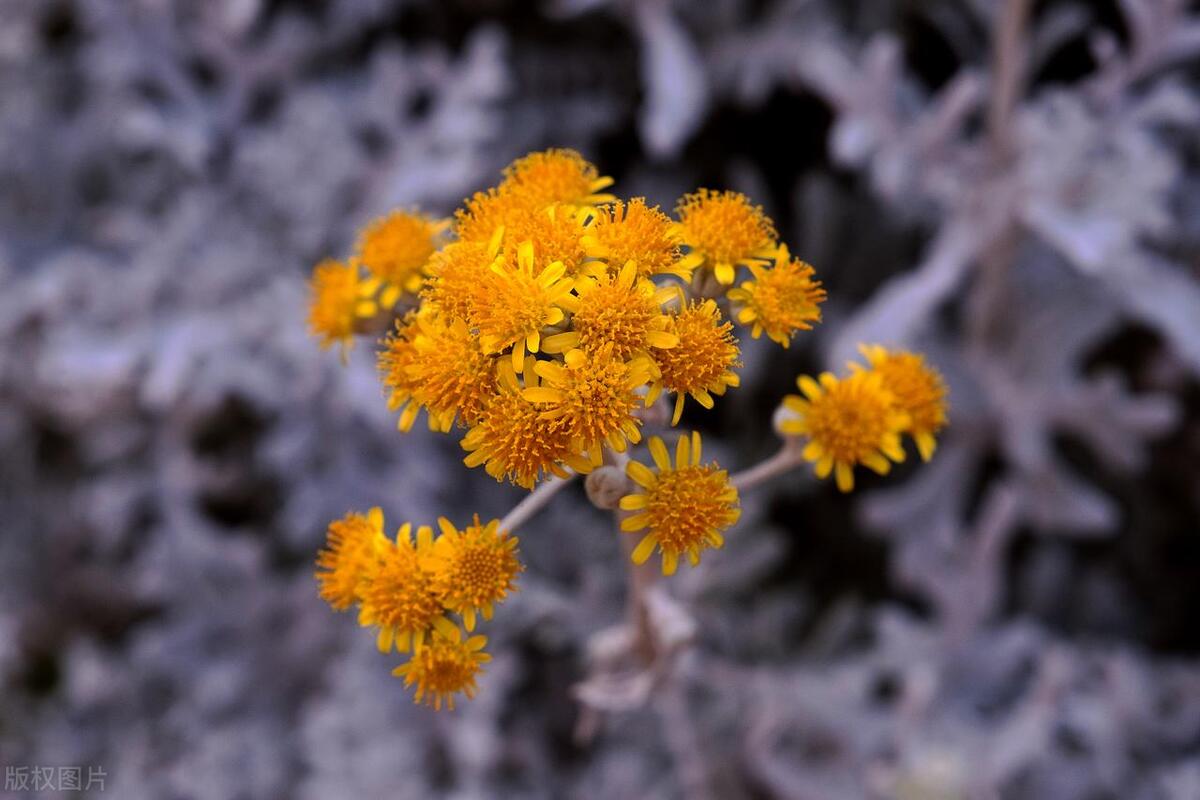 These flowers are easy to grow, bloom quickly, and are suitable for