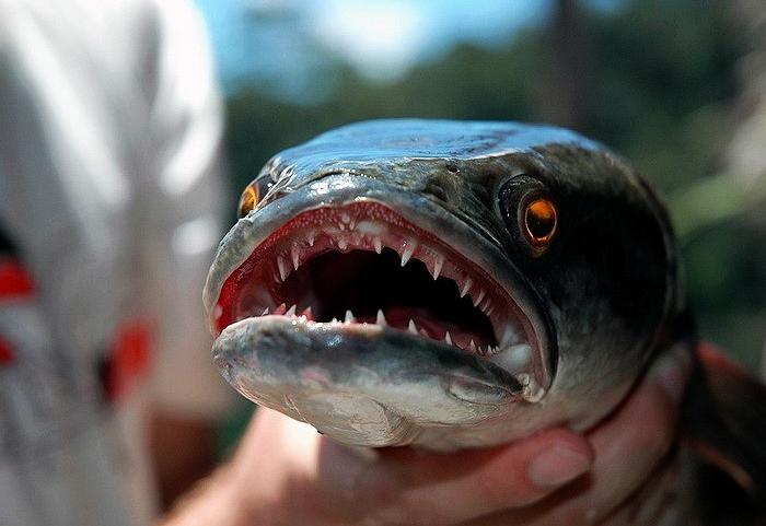 Snakehead Fish Invaded The