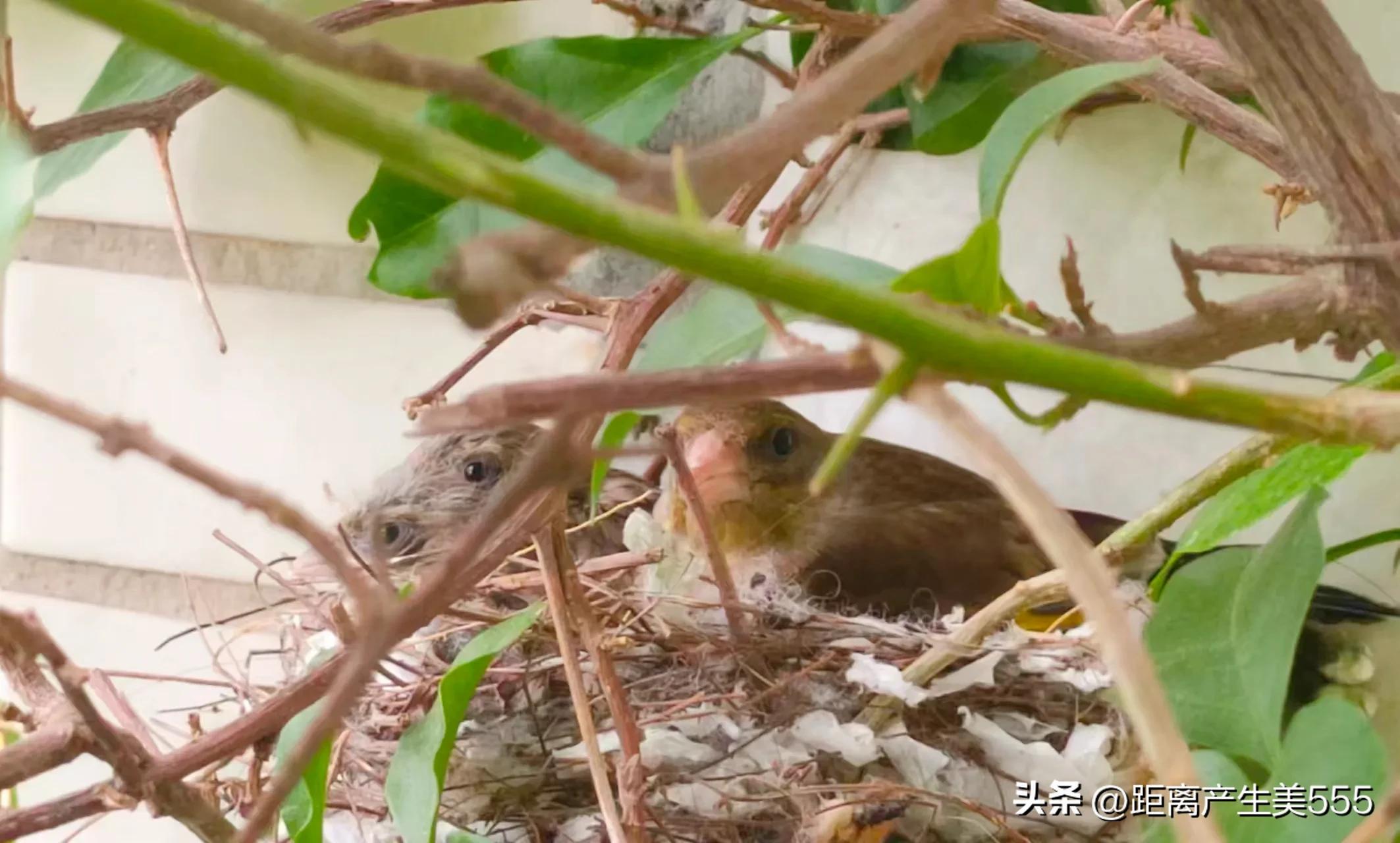 A pair of birds built a nest on the balcony, laid eggs and hatched