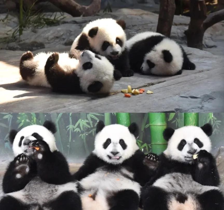 福寶飼養員爺爺來了,分享福寶的故事和解答網友關心的問題 - 資訊咖