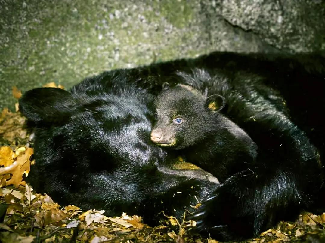 Why do bears give birth while hibernating?Isn't this situation very