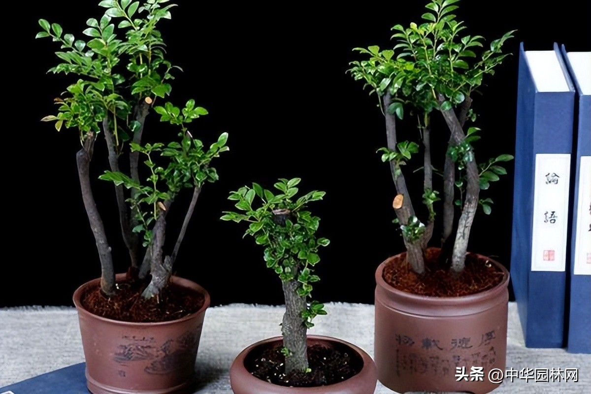 Smallleaf rosewood bonsai is easy to grow, how to grow it iNEWS