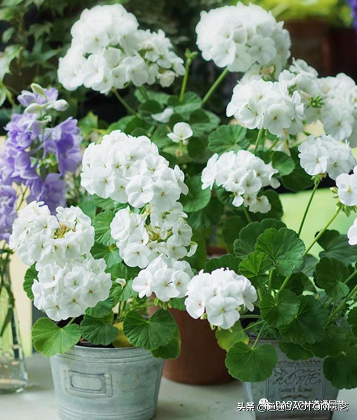 How to maintain geraniums in May, they can bloom in early summer and