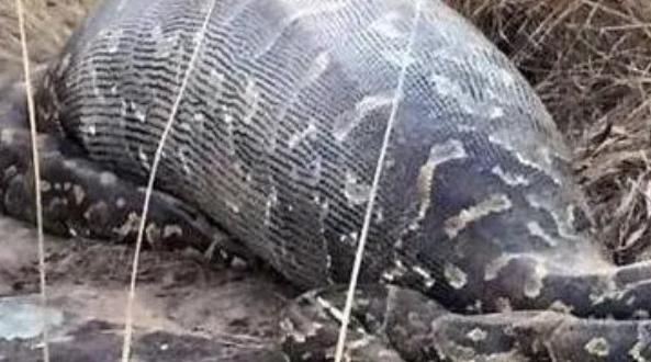 In 2017, a 7.6-meter python swallowed a 14-year-old boy. Why does the ...