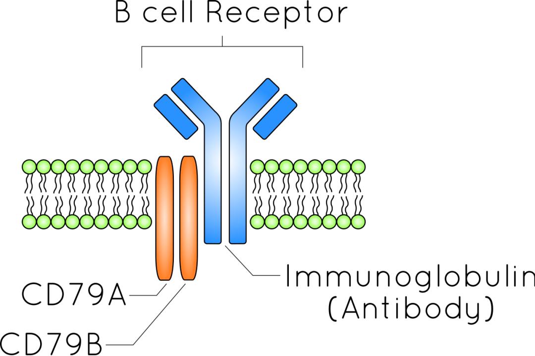 Why is the B cell receptor structure unraveled by Shi Yigong Huang ...