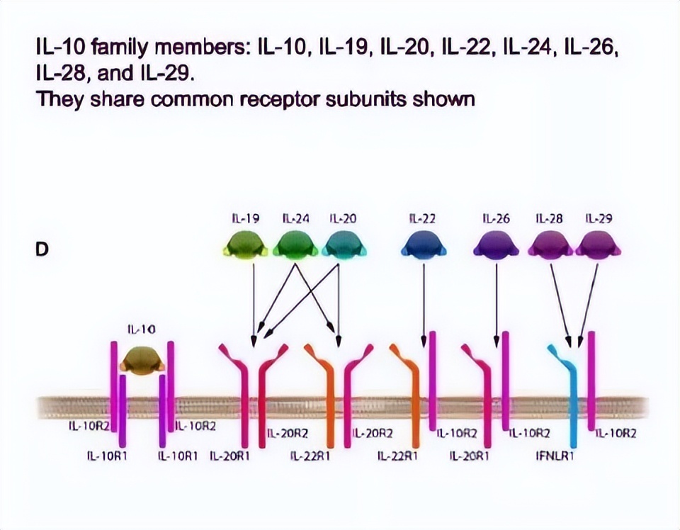 Knowledge about interleukin family (2) - iNEWS