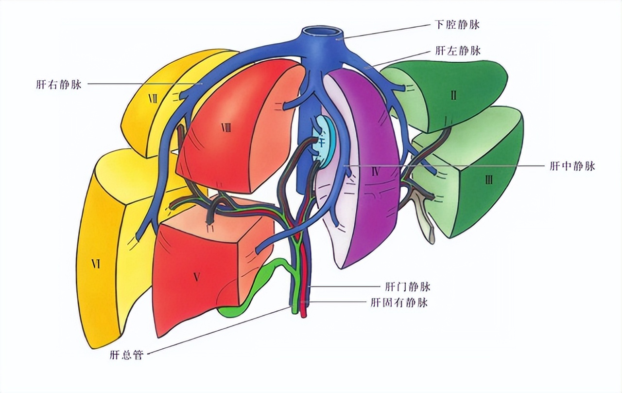 Research progress of interleukin-1 family cytokines in liver diseases ...