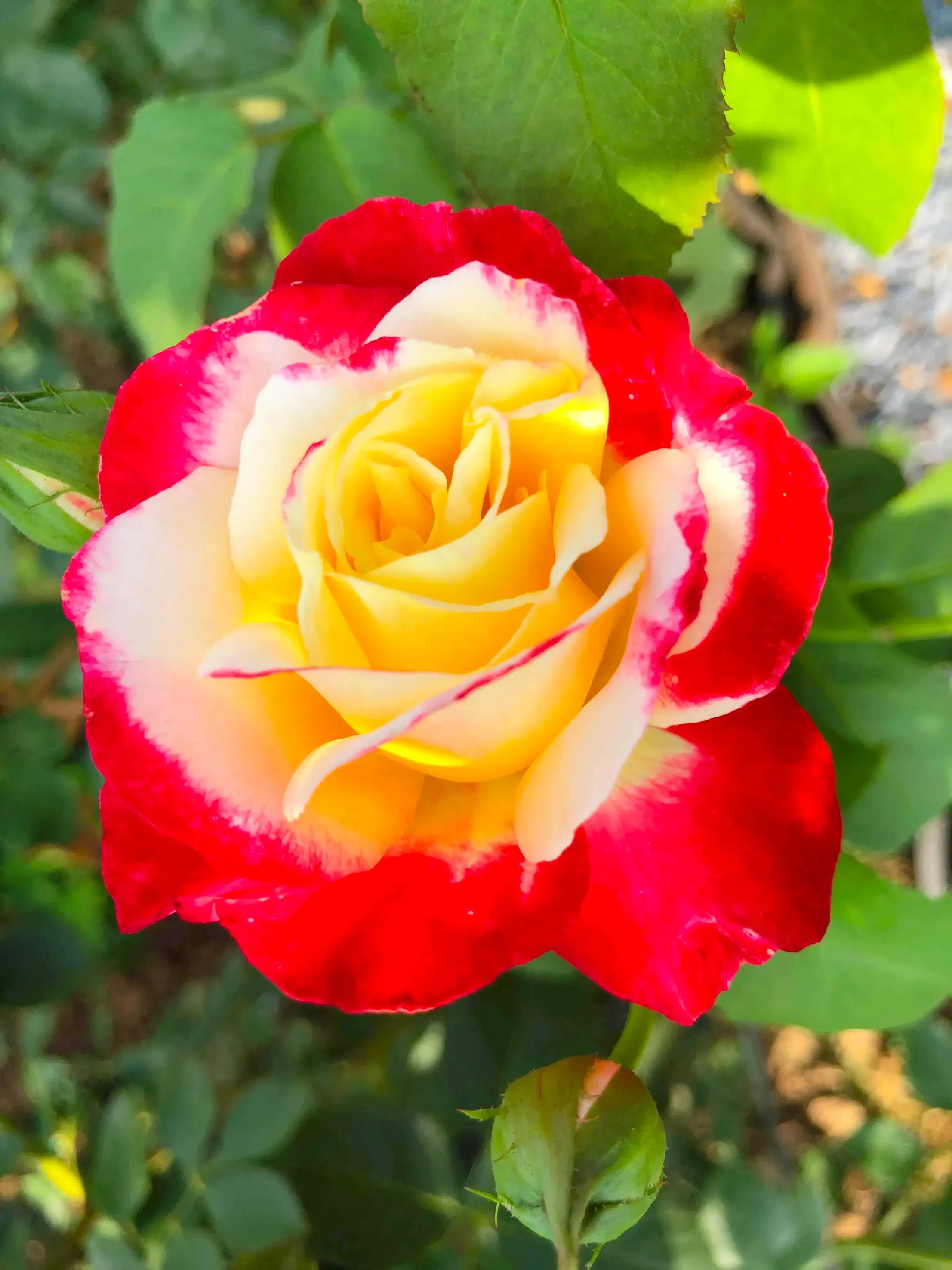 "If you haven't raised Double Happiness, you haven't raised roses