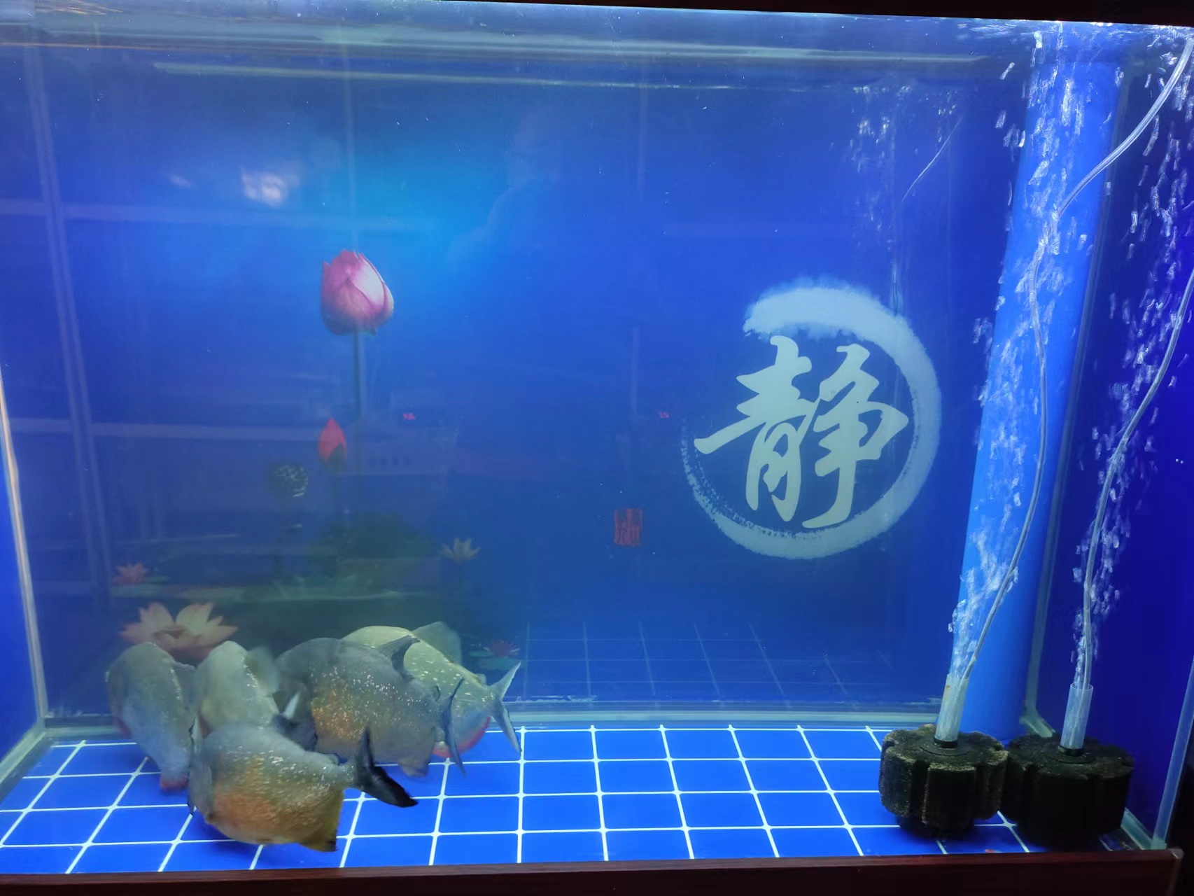 The water quality of the fish tank is seriously cloudy, and it took