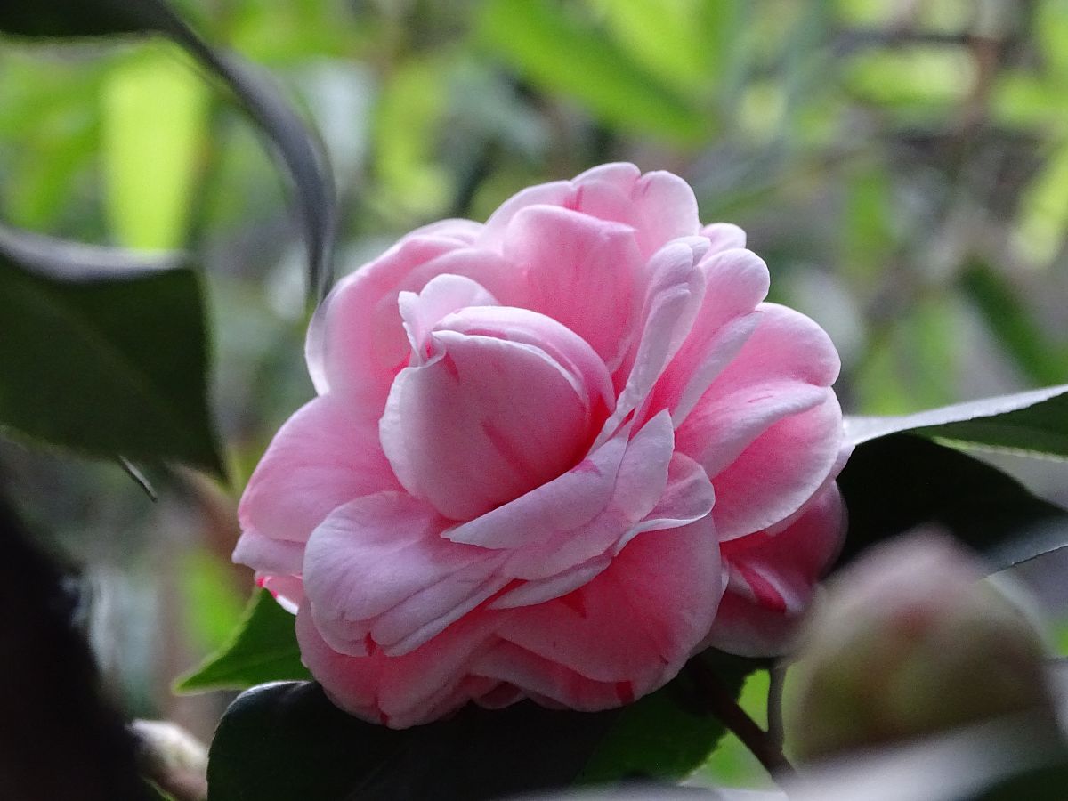 When raising camellias in dog days, pay attention to 2 more and 2 less, and "many" buds will