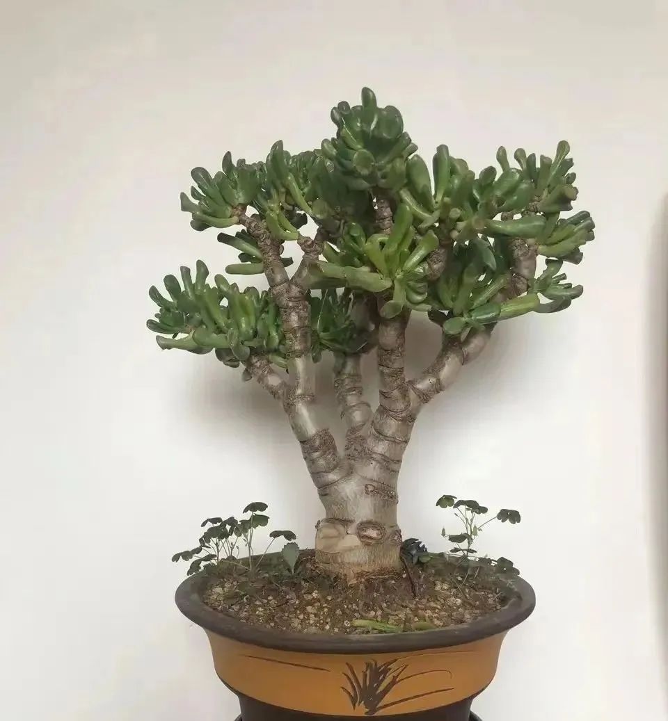 Raise 6 kinds of flowers, release oxygen at night, "insomnia" is gone