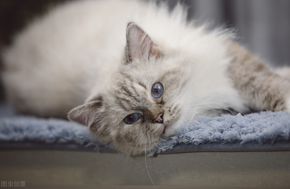 How much does it cost to raise a cat, how much does a puppet cat, and