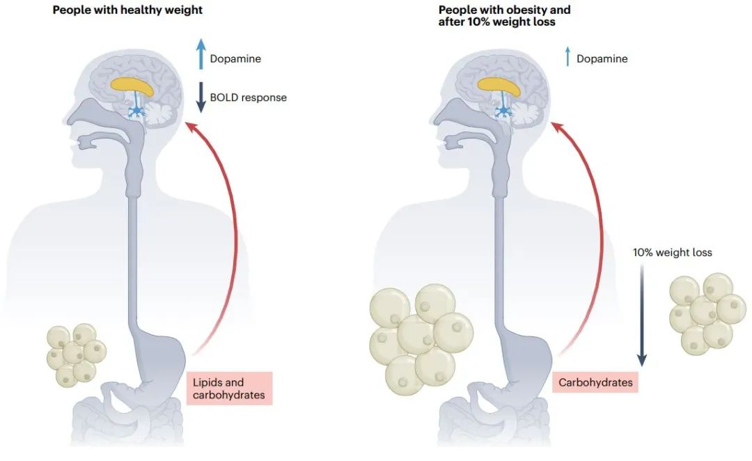 It's really hard to lose weight! New study: Even when weight loss is ...
