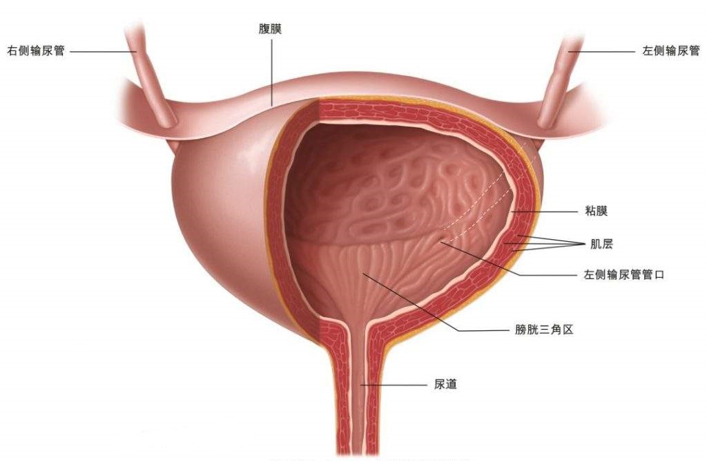 There is no toilet in nature, why did mammals evolve bladders to store