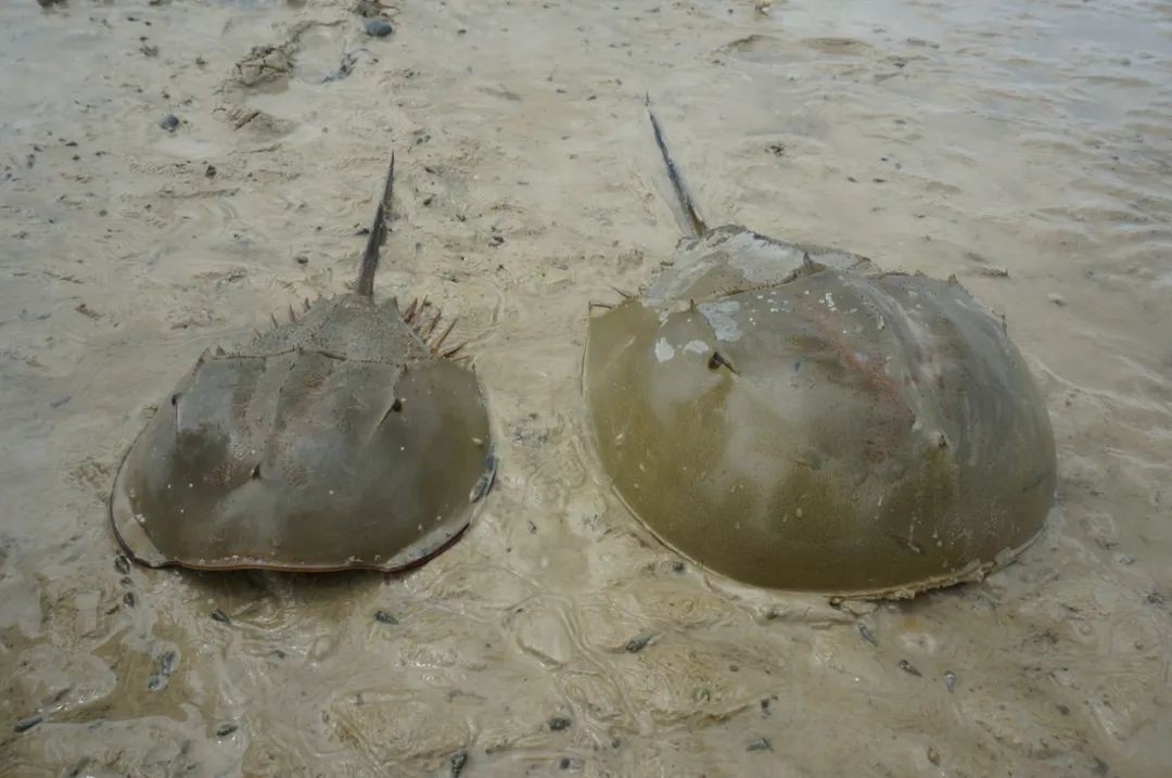 Horseshoe crabs are "national security" in China, but they can be eaten