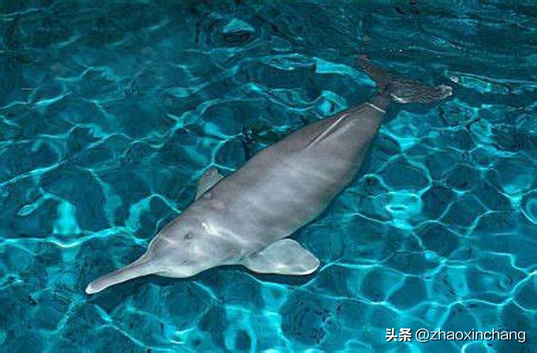 Fantastic Species - Baiji Dolphin - iMedia