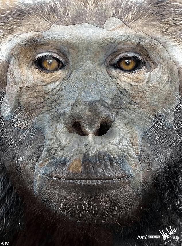 The appearance of ancient ape 12 million years ago was restored, it may ...